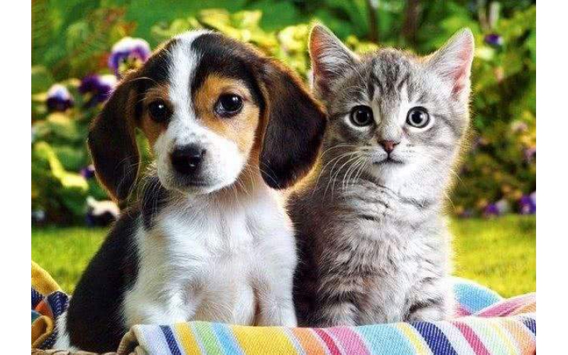 微粒碼一物一碼助力創新數字化寵物產業場景